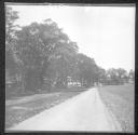 [Trees Bordering Road]