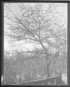 City Trees Shrubs