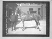 Ambulance Horse