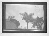 [Trees]