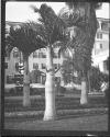 [Trees In Front Of Domestic Architecture]