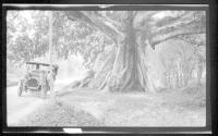 Men looking at big tree--car at roadside, Jamaica Trip