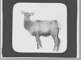 Elk in winter