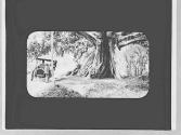Automobile stopped by the wayside, Jamaica Trip