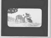 Woman & horse, Yosemite Trip