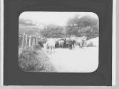 Cattle on a road