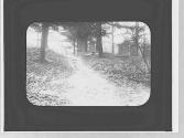 Path into the woods