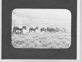 Riders with pack animals, Wyoming Trip