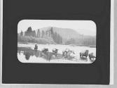 Pack animals crossing a river, Wyoming Trip