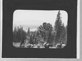 Train of pack animals, Wyoming Trip