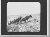 Wagon & team, Arizona Trip