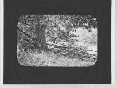 Tree & split rail fence