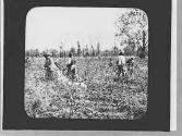 Picking cotton