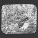 Stella Glen, Great Lake Track