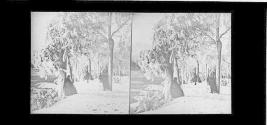 Grove scenery - winter