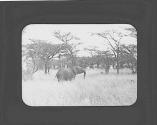 Elephant in field