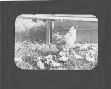 Chicken with chicks