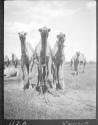 Camels at Lasamis, African Safari