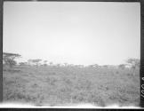 Giraffe, Serengeti Plains, African Safari