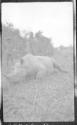Dead rhino, African Safari
