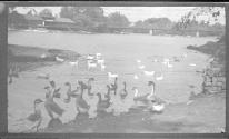 [Ducks & geese on pond, building & bridge in distance]