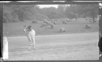[Dog & flock of sheep]