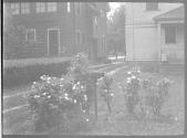 [Roses in yard]