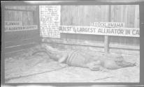 ["Old Ocklawaha, Oldest & Largest Alligator..."]