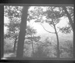 [Cityscape through trees]