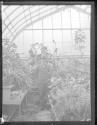 [Man in greenhouse]