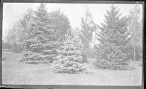 [Pine trees]