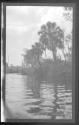 [Palm trees along river]
