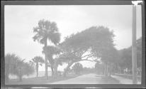 [Trees along river]