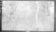 Close up of brush on plains, African Safari