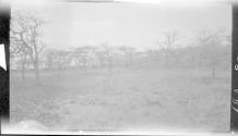 Wildabeest, Serongetti Plains, African Safari