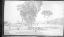 People under trees-tribespeople, African Safari