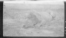 Dan Pomeroy's lion, African Safari