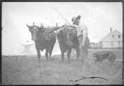 Man with oxen