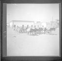 Man herding burros across train tracks