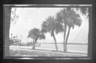 [Palm trees along river, passenger boat at dock]