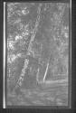 [Forest view]
