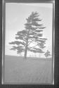 [Tree]