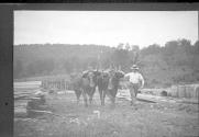 Men with oxen