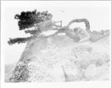 [The Lone Pine]