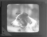 [Dog]