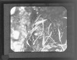 [Spiderweb]