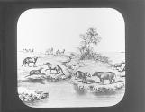 Anoplotherium Commune, Anoplotherium Gracile, Pelaeotherium.