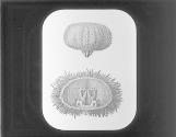Sea Urchin