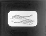 Fairy Shrimp