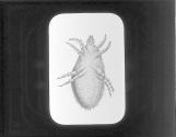Cheese Mite